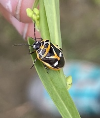 Eurydema gebleri
