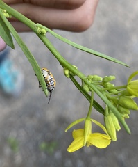 Eurydema gebleri