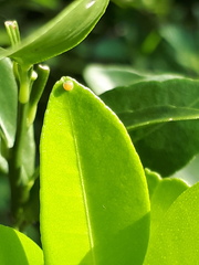 Papilio demoleus malayanus