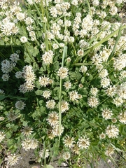 Trifolium repens