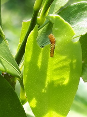 Papilio demoleus malayanus