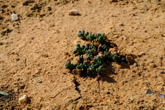 Mesembryanthemoideae