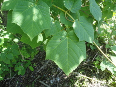 Acer tegmentosum