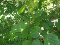 Acer tegmentosum