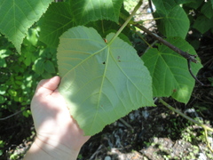 Acer tegmentosum