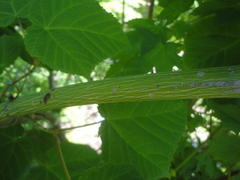 Acer tegmentosum