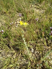 Hypericum tomentosum