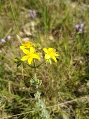 Hypericum tomentosum