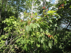 Acer mandshuricum