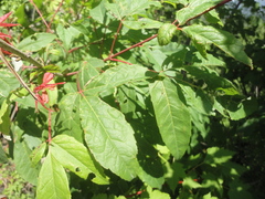 Acer mandshuricum