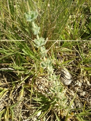 Hypericum tomentosum