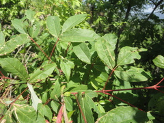Acer mandshuricum