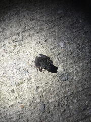 Eleutherodactylus leprus