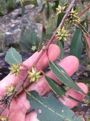 Eucalyptus agglomerata