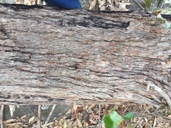 Eucalyptus agglomerata