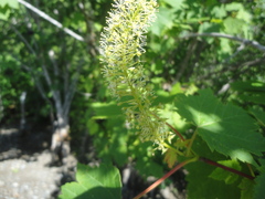 Acer ukurunduense