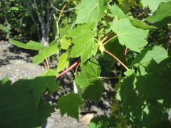Acer ukurunduense