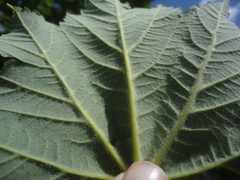 Acer ukurunduense