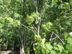 Acer ukurunduense