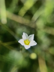 Linum catharticum