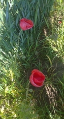 Papaver rhoeas