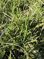 Calluna