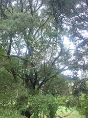 Plagianthus regius regius