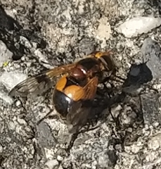 Volucella inflata