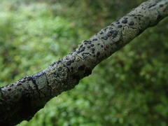 Brigantiaea chrysosticta