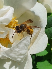 Andrena