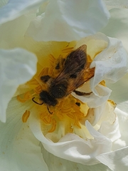 Andrena