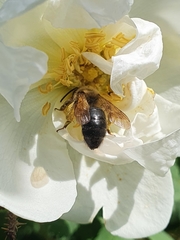 Andrena