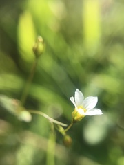 Linum catharticum