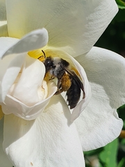 Andrena cineraria
