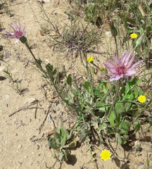 Pseudopodospermum papposum