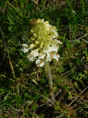 Pedicularis sibthorpii