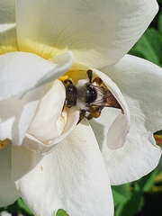 Andrena cineraria