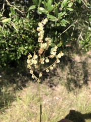 Rumex intermedius