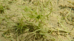 Tolypella glomerata