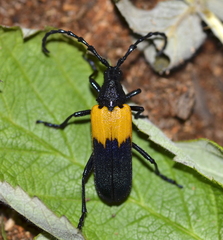 Desmocerus palliatus