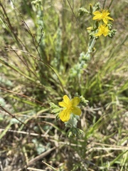 Hypericum tomentosum
