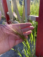 Hordeum jubatum