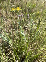 Hypericum tomentosum