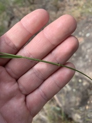 Cleistochloa rigida
