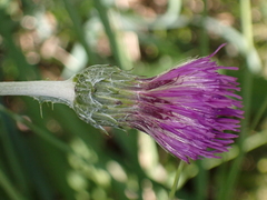 Cirsium dissectum