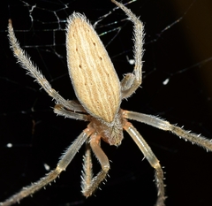 Larinia lineata