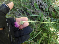 Cirsium dissectum