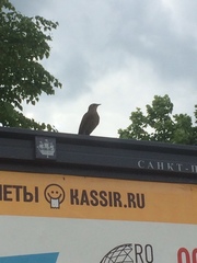 Sturnus vulgaris