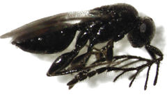 Dendrocerus