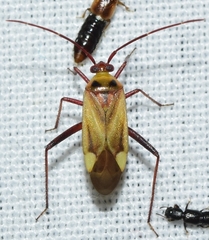 Adelphocoris falukei